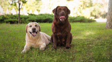Yaz parkında yeşil çim üzerinde Sevimli Labrador Retriever köpekler