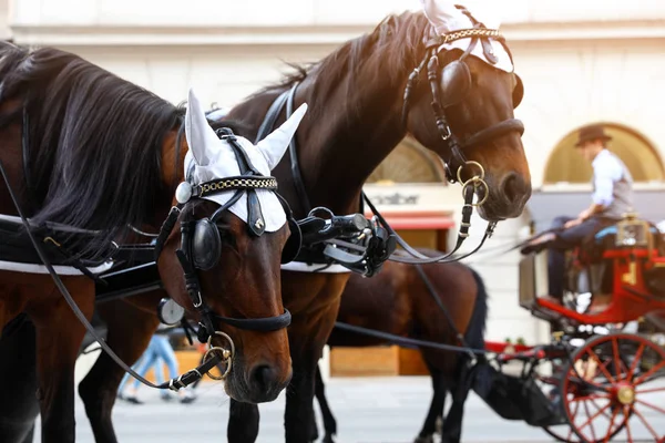 VIENA, AUSTRIA - 26 DE ABRIL DE 2019: Caballos en silla de ruedas en la calle de la ciudad — Foto de Stock