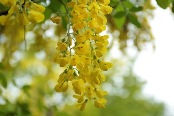 Blommande träd med små gula blommor och regndroppar i parken, närbild Visa — Stockfoto