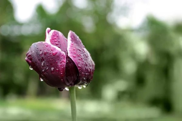 정원에서 빗방울이 떨어지는 아름다운 튤립, 클로즈업 뷰 — 스톡 사진