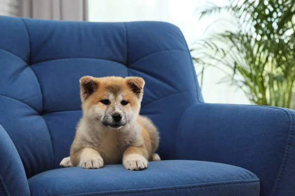 Adorable Akita Inu szczeniaka w fotelu w domu, miejsce na tekst — Zdjęcie stockowe