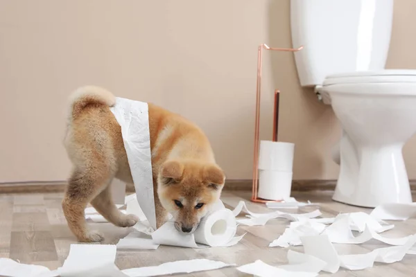 Чарівні Акіта іну щеня граючи з туалетним папером в домашніх умовах — стокове фото