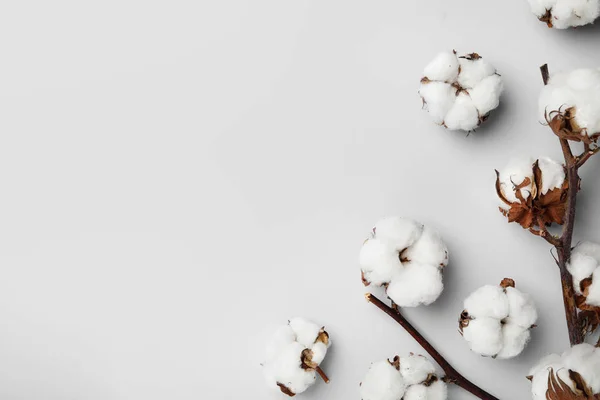 薄い灰色の背景に綿の花と平らなレイの組成物。テキスト用のスペース — ストック写真