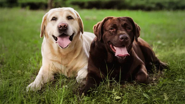 Söt Labrador retriever hundar på grönt gräs i sommarpark — Stockfoto