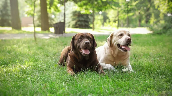 有趣的拉布拉多猎犬狗在绿色的夏季公园 — 图库照片