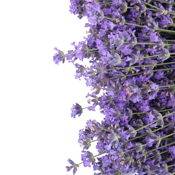 Beautiful tender lavender flowers on white background, top view — Stock Photo, Image