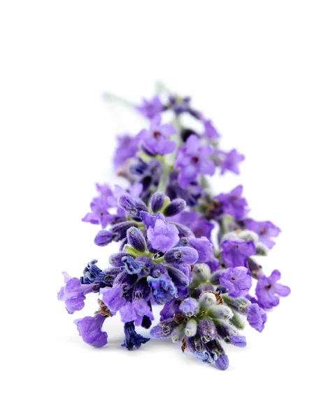 Schöne zarte Lavendelblüten auf weißem Hintergrund — Stockfoto