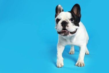Mavi arka planlı Fransız bulldog. Metin için alan
