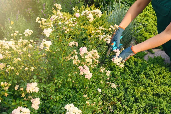 Wanita pemangkasan tanaman luar ruangan, close-up. Berkebun di rumah — Stok Foto