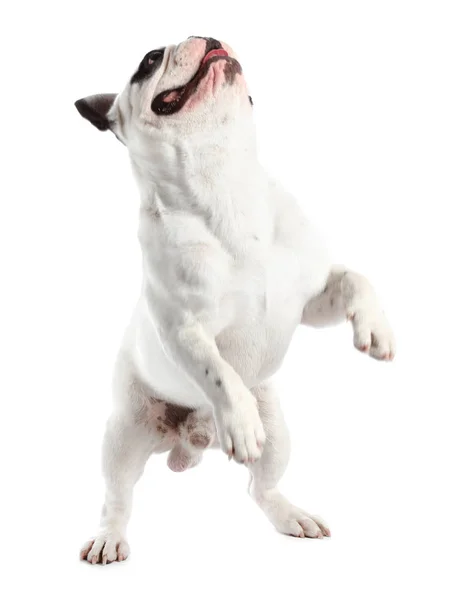 French bulldog on white background. Adorable pet — Stock Photo, Image