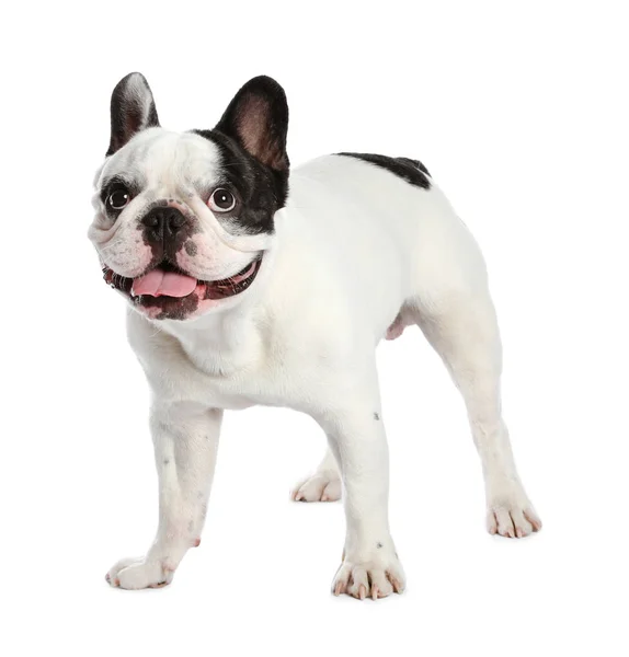 Franse Bulldog op witte achtergrond. Schattig huisdier — Stockfoto