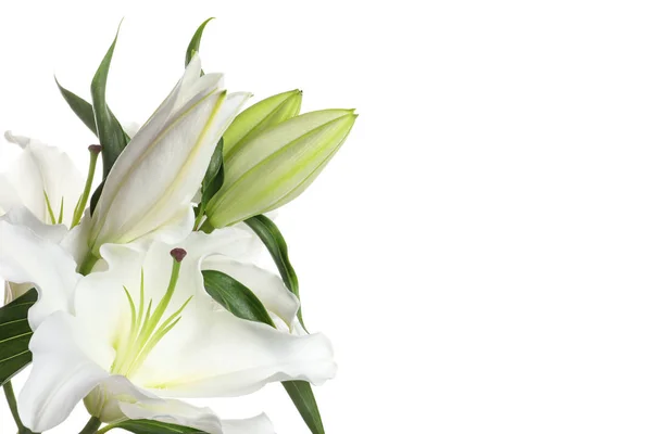 Красивые лилии на белом фоне, вид крупным планом — стоковое фото