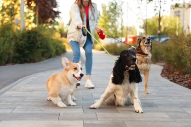 Genç kadın parkta sevimli köpekler yürüyüş