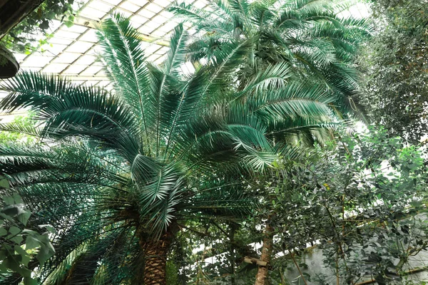 Різні тропічні рослини з зеленим листям в ботанічному саду — стокове фото