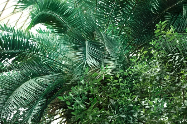 Різні тропічні рослини з зеленим листям в ботанічному саду — стокове фото