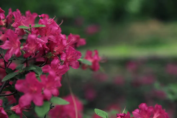 Όμορφα μικροσκοπικά τροπικά λουλούδια στον βοτανικό κήπο, κοντινά πλάνα. Χώρος για κείμενο — Φωτογραφία Αρχείου