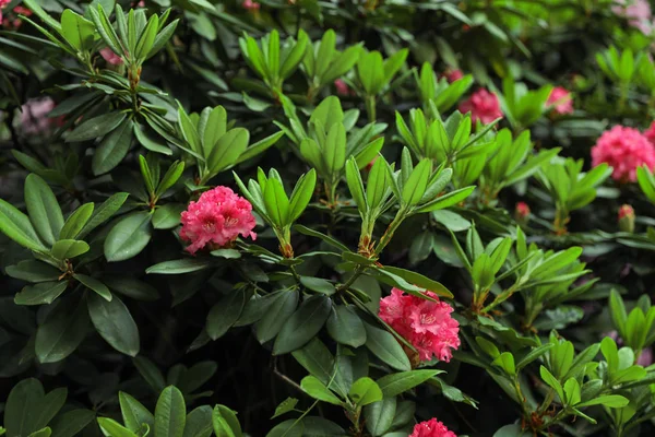 Belles petites fleurs tropicales dans le jardin botanique — Photo