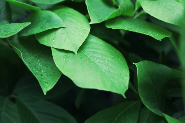 Hermosas hojas tropicales verdes con gotas de rocío en el jardín botánico, primer plano — Foto de Stock