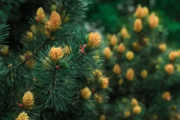 Bellissimo albero di conifera tropicale sempreverde in giardino botanico, primo piano. Spazio per testo — Foto Stock