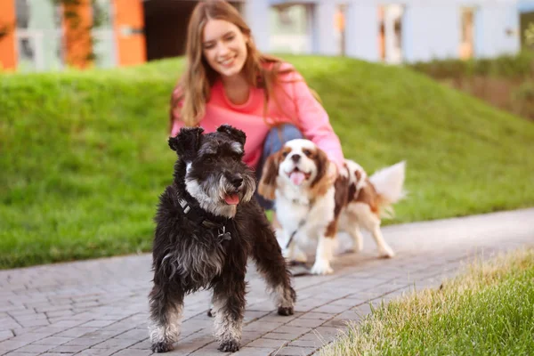 Nő gyaloglás Törpe schnauzer és Fesztelen Király Táncfajta Spániel kutyák-ban Park — Stock Fotó