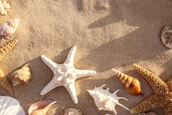 Composición plana con estrellas de mar y conchas en la playa de arena. Espacio para texto — Foto de Stock