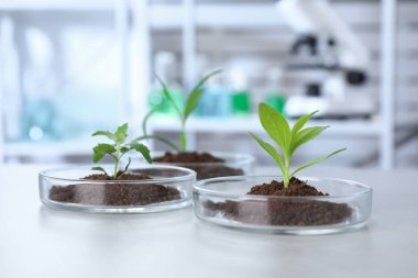 Laboratuvarda masada Petri çanak yeşil bitki. Biyolojik Kimya