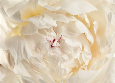 Arka plan olarak güzel taze şakayık çiçek, üst görünümü