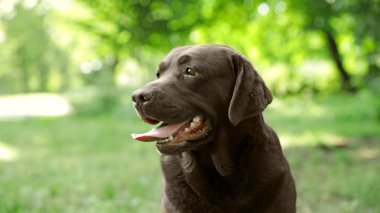 Yeşil yaz parkında Komik Çikolata Labrador Retriever
