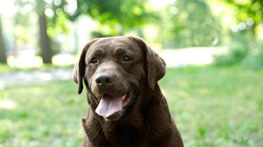 Yeşil yaz parkında Komik Çikolata Labrador Retriever