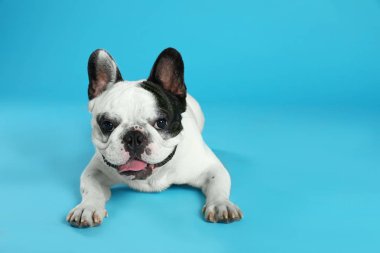 Mavi arka planlı Fransız bulldog. Metin için alan