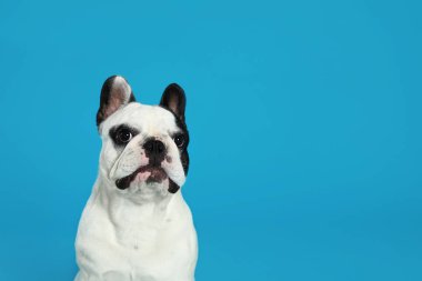 Mavi arka planlı Fransız bulldog. Metin için alan
