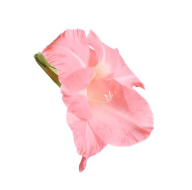Beyaz arka planda güzel pembe gladiolus çiçeği