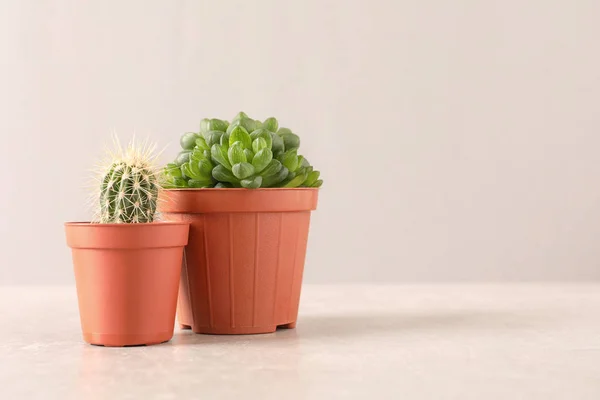 Belles plantes succulentes dans des pots sur la table sur fond rose clair, espace pour le texte. Décor de maison — Photo