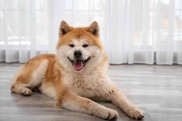 Cute Akita Inu psa na podłodze w pobliżu okna w pomieszczeniu — Zdjęcie stockowe