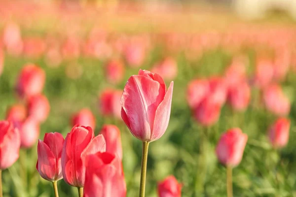 Pole ze świeżych pięknych tulipany. Kwitnące kwiaty — Zdjęcie stockowe