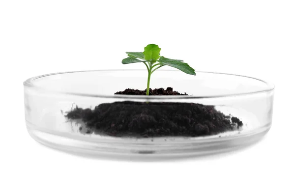 Зеленое растение с почвой в чашке Петри изолировано на белом. Биологическая химия — стоковое фото