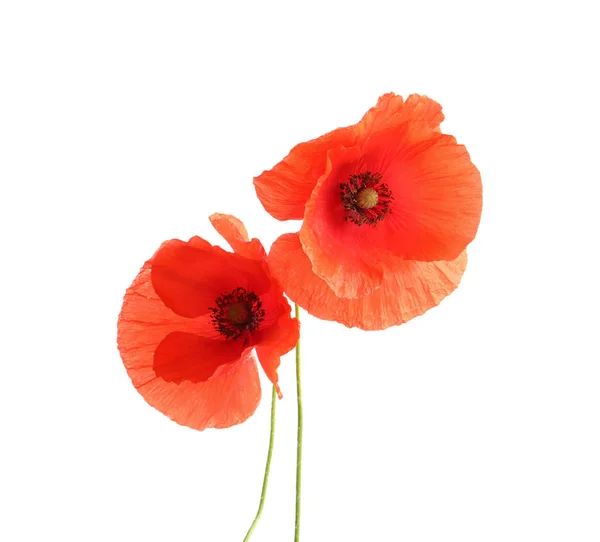 Fresh red poppy flowers isolated on white — Stock Photo, Image