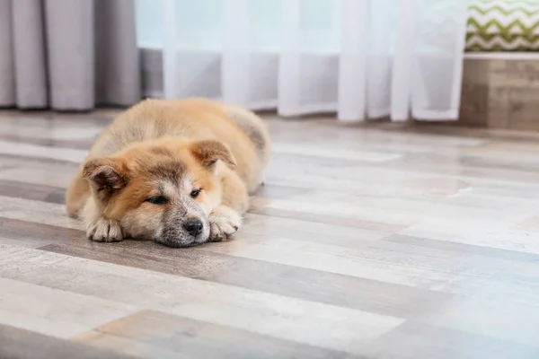 Urocza Akita Inu szczeniaka w pobliżu mokrego miejsca na podłodze w domu, miejsce na tekst — Zdjęcie stockowe