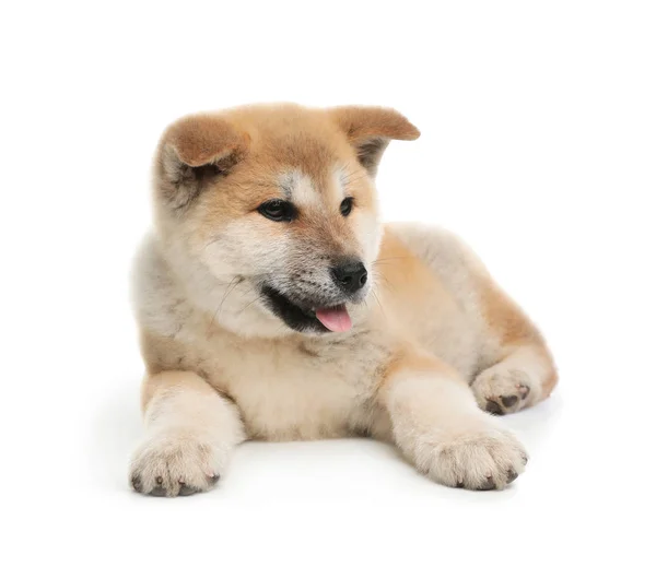 Entzückender Akita Inu Welpe auf weißem Hintergrund — Stockfoto