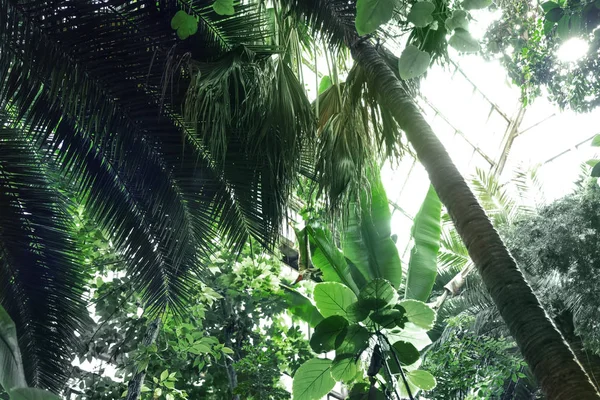 Diferentes plantas tropicales con hojas verdes en jardín botánico — Foto de Stock