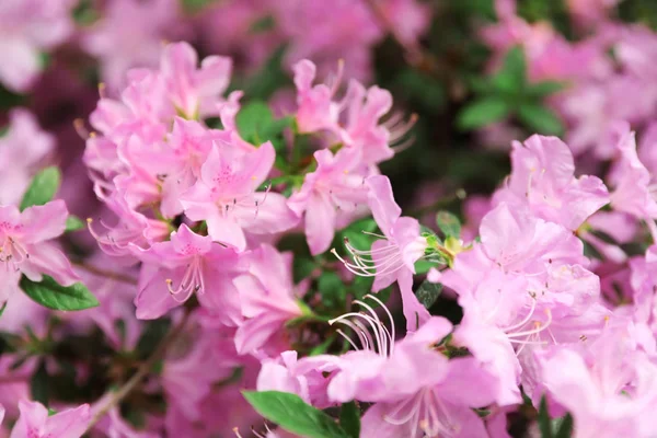 Belles fleurs tropicales minuscules dans le jardin botanique, gros plan — Photo