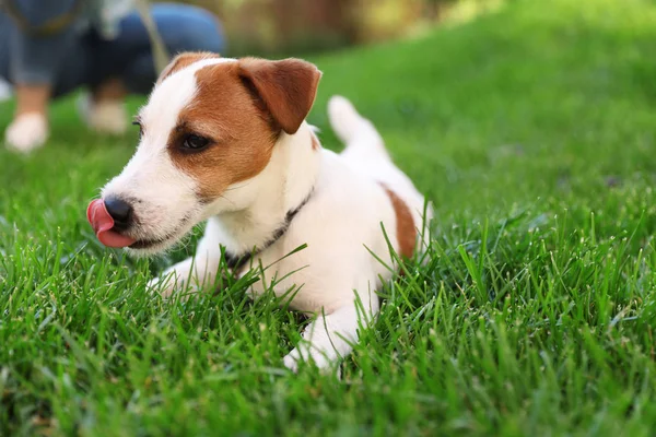 可爱的杰克罗素梗狗在户外绿草 — 图库照片