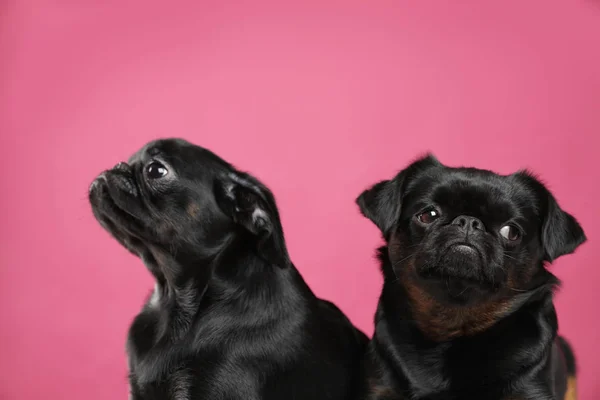Λατρευτός μαύρος/η Petit Μπράνακον σκυλιά σε ροζ φόντο — Φωτογραφία Αρχείου