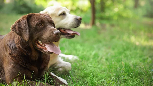 有趣的拉布拉多猎犬狗在绿色的夏季公园 — 图库照片