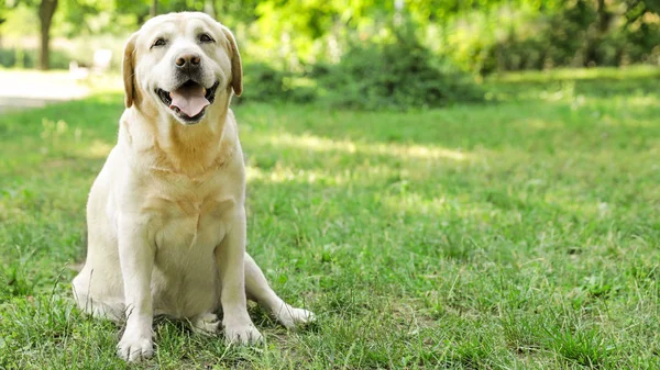 Söt Golden Labrador Retriever på grönt gräs i sommarpark — Stockfoto