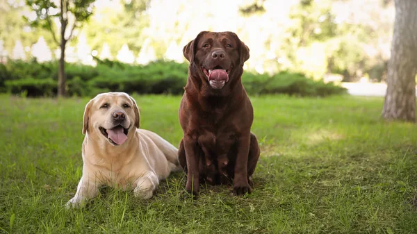 Söt Labrador retriever hundar på grönt gräs i sommarpark — Stockfoto
