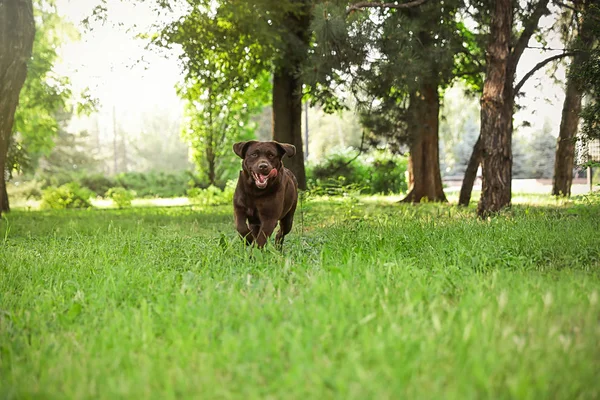 Cute Chocolate Labrador Retriever dog in summer park