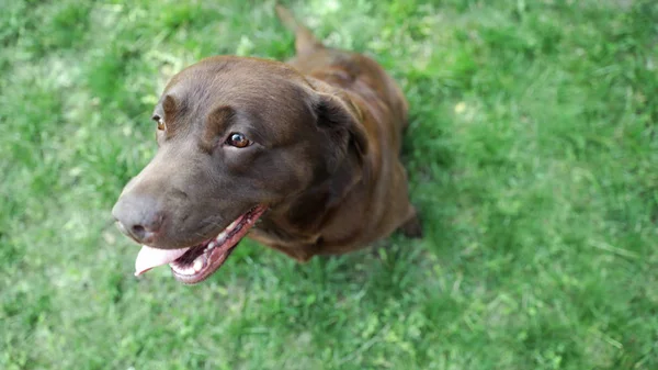 可爱的巧克力拉布拉多猎犬在绿色的夏季公园，上面视图 — 图库照片