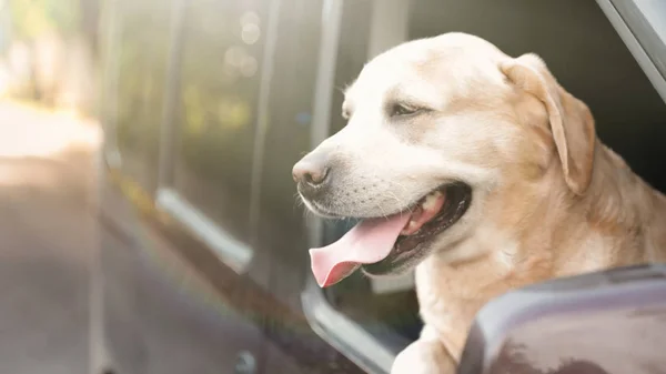 Funny Golden Labrador Retriever dog leaning out of car window