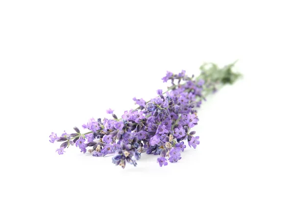 Mooie tedere lavendel bloemen op witte achtergrond — Stockfoto